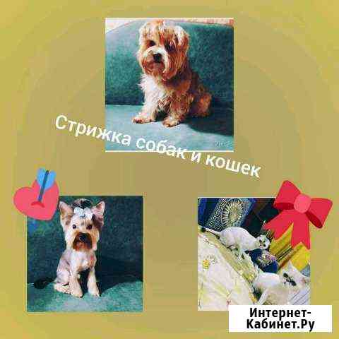 Стрижка собачек и кошек Некрасовка, Люберцы,Москва Москва