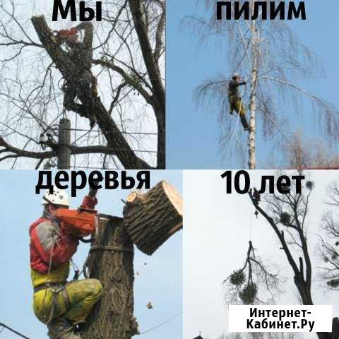 Спилить дерево. Удаление вырубка деревьев Москва - изображение 1
