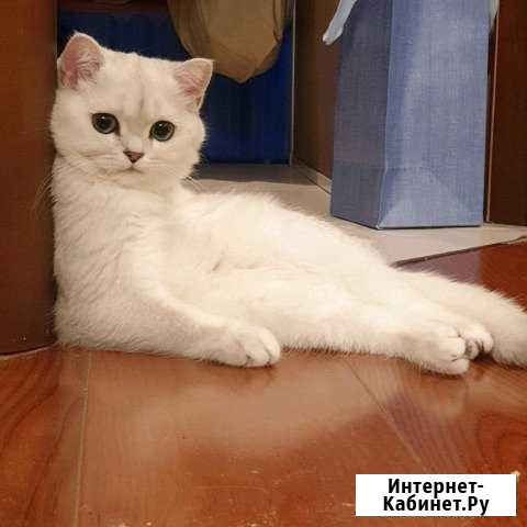 Передержка кошек Владимир - изображение 1