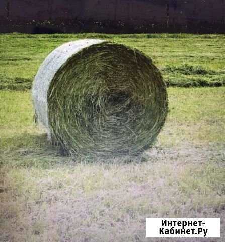 Сено Челно-Вершины - изображение 1