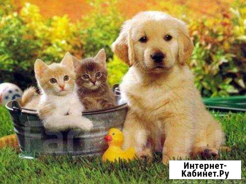 Передержка животных Хабаровск - изображение 1
