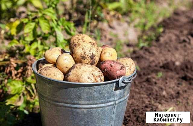 Продам картофель Пенза - изображение 1