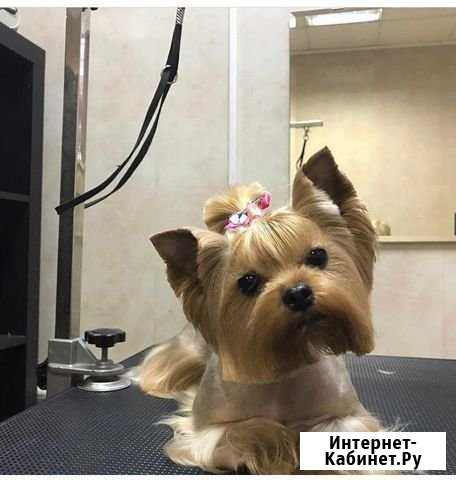 Стрижка собак Электроизолятор - изображение 1
