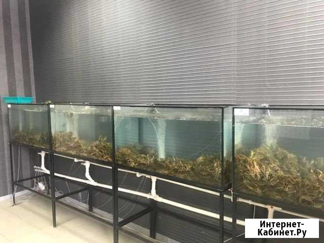 Раки Пятигорск - изображение 1