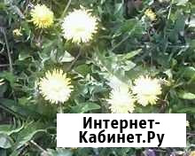 Приготовлю сбор трав для похудения Великовечное - изображение 1