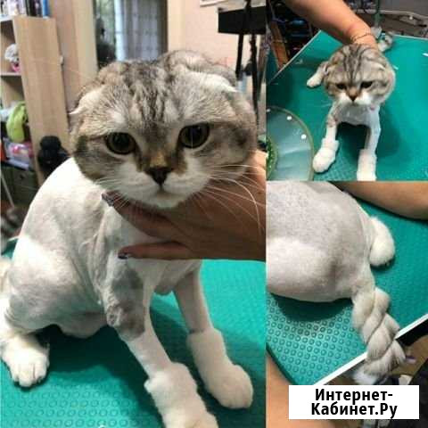Стрижка кошек Красноярск - изображение 1