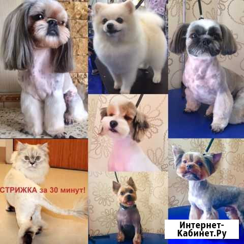 Стрижка собак (село Вельяминово) Домодедово - изображение 1