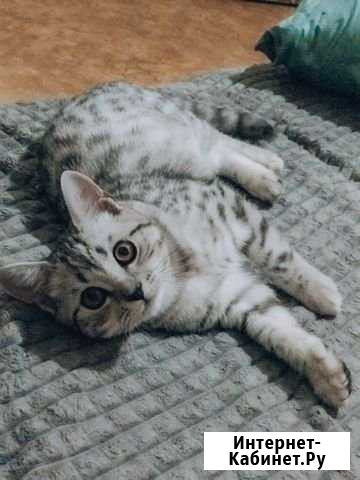 Котик ищет кошечку Энгельс - изображение 1