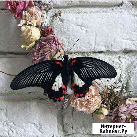 Caлюm uз baboчek Краснодар