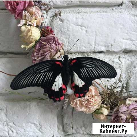 Caлюm uз baboчek Краснодар - изображение 1