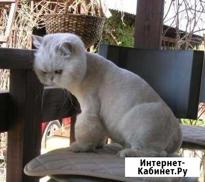 Стрижка кошек Москва - изображение 1