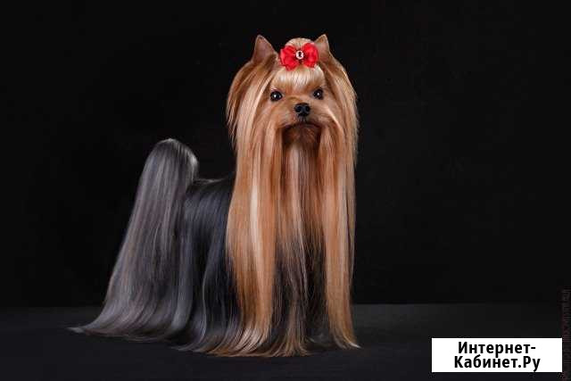 Фотосъемка собак и кошек Киров - изображение 1