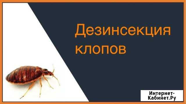Уничтожение клопов тараканов и грызунов Тверь - изображение 1