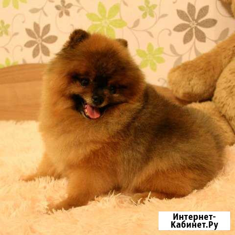 Стрижка собак и кошек с выездом на дом Ярославль - изображение 1