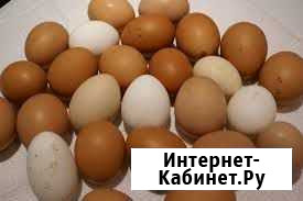Продам яйцо Туапсе - изображение 1