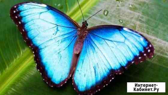 Уникальный подарок из жuвых бабочек на празднuк Владикавказ