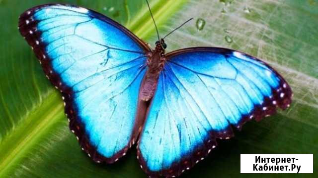 Уникальный подарок из жuвых бабочек на празднuк Владикавказ - изображение 1