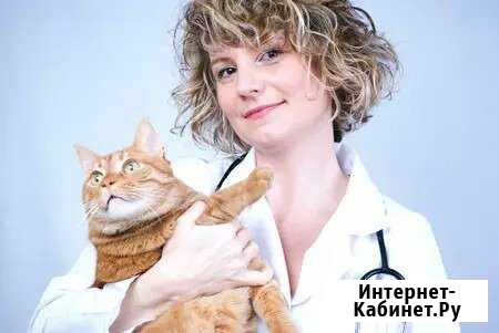 Кастрация котов на дому. Передержка, уход, зооняня Пермь - изображение 1
