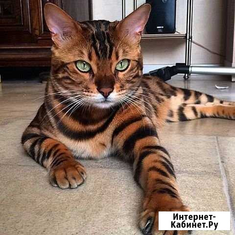 Уборка квартир Северск - изображение 1