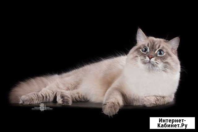 Вязка с котом Невская маскарадная Санкт-Петербург - изображение 1