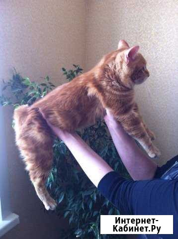 Котик на случку Пермь - изображение 1