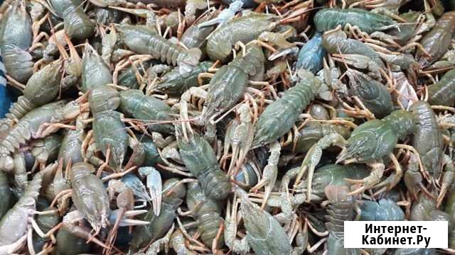 Живые раки Курган - изображение 1