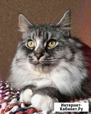 Вязка. Сибирский кот Санкт-Петербург