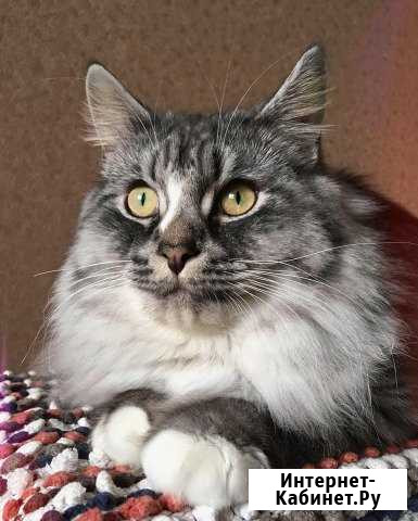 Вязка. Сибирский кот Санкт-Петербург - изображение 1