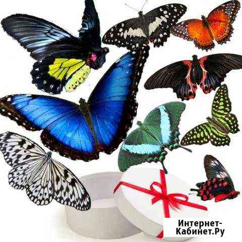 Сюрприз из живые бабочки нa любое торжество Ставрополь