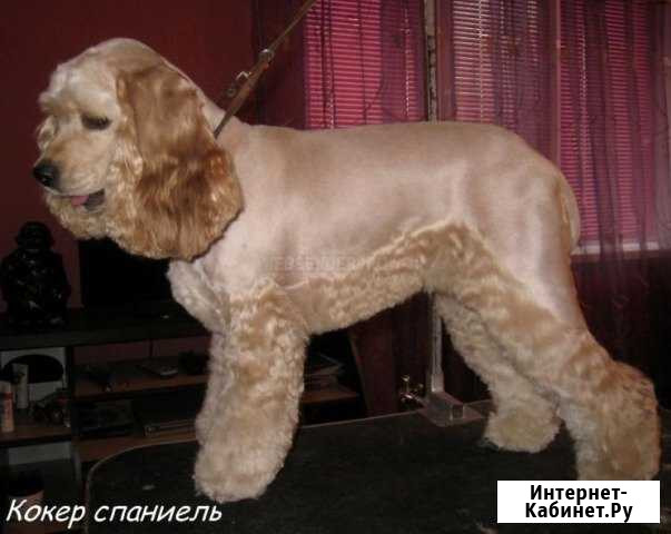 Стрижка собак Сочи - изображение 1