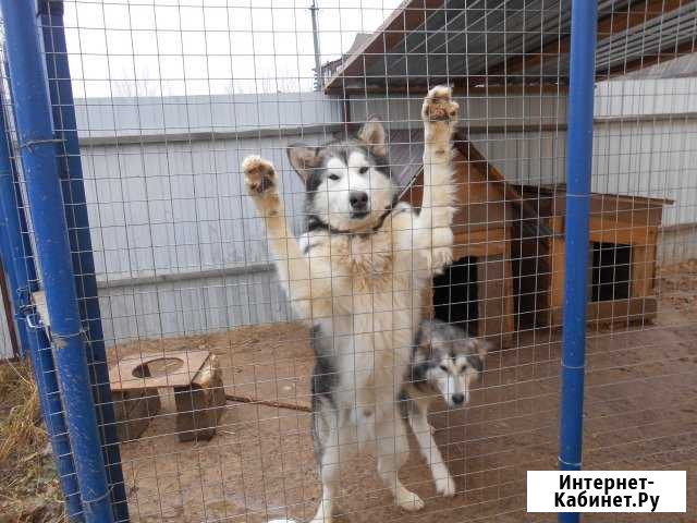 Аляскинский маламут, кобель для вязки Орёл - изображение 1