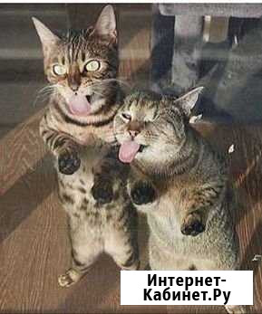 Ремонт бытовой техники электро монтаж авто электри Великий Новгород - изображение 1