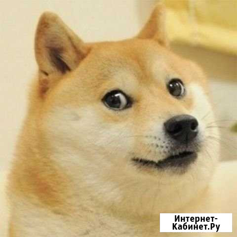 Передержка собак Хабаровск - изображение 1