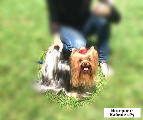 Предлагается к вязке кобель йоркширского терьера Новомосковск - изображение 1