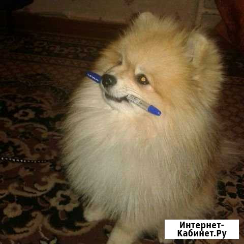 Дрессировка собак, консультации зоопсихолога Казань - изображение 1