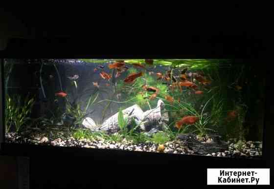 Аквариумист. Обслуживание, чистка аквариума Москва