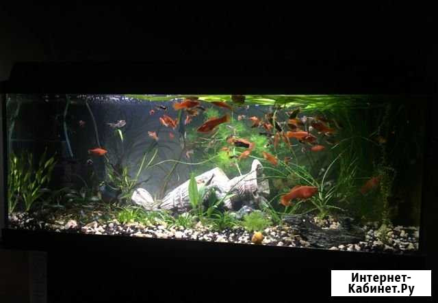 Аквариумист. Обслуживание, чистка аквариума Москва - изображение 1