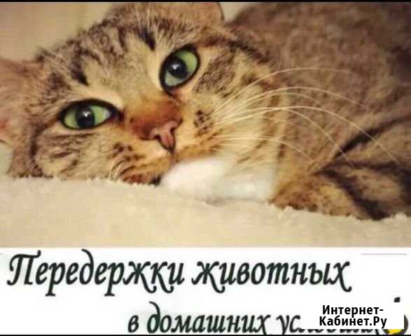Передержка кошек на дому Благовещенск - изображение 1