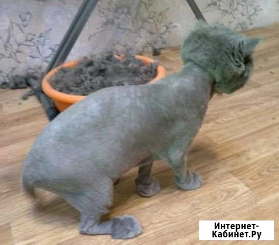 Стрижка кошек с выездом на дом без записи Новокузнецк - изображение 1