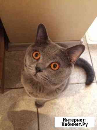 Британский кот ищет кошку для вязки Санкт-Петербург