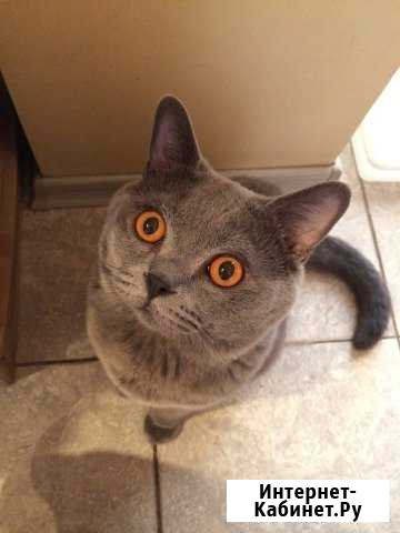 Британский кот ищет кошку для вязки Санкт-Петербург - изображение 1