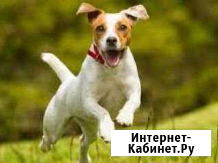 Передержка собак Челябинск - изображение 1
