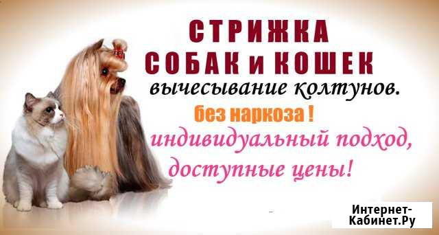 Стрижка домашних животных Брянск - изображение 1