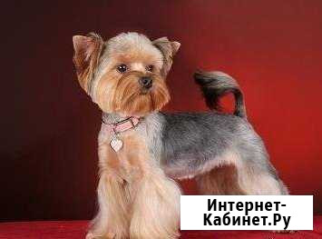 Стрижки Брянск - изображение 1