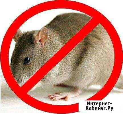 Уничтожение мышей Энгельс