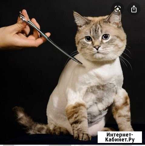 Стрижка кошек и собак, экспресс-линька Тольятти - изображение 1