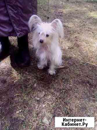 Передержка собак Казань