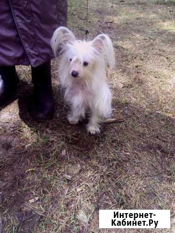 Передержка собак Казань - изображение 1