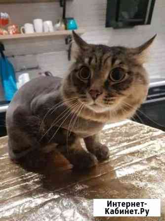 Стрижка котов и кошек Нижневартовск