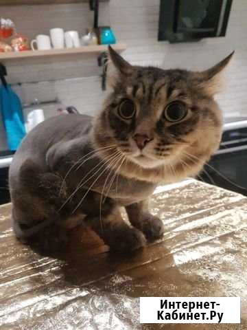 Стрижка котов и кошек Нижневартовск - изображение 1